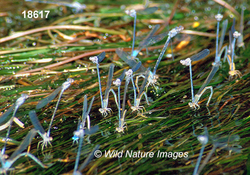 Powdered Dancer (Argia moesta)